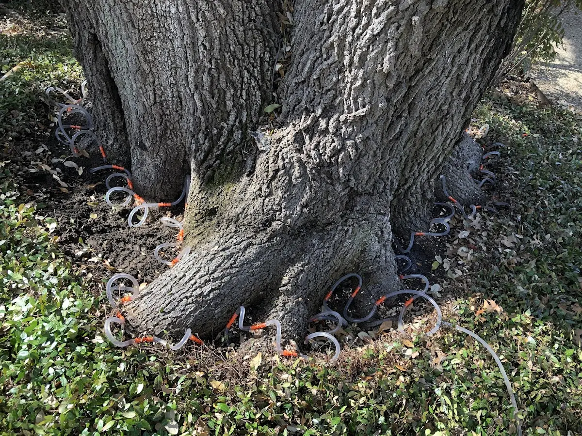 Detailed Tree Cabling and Bracing job site in Bountiful