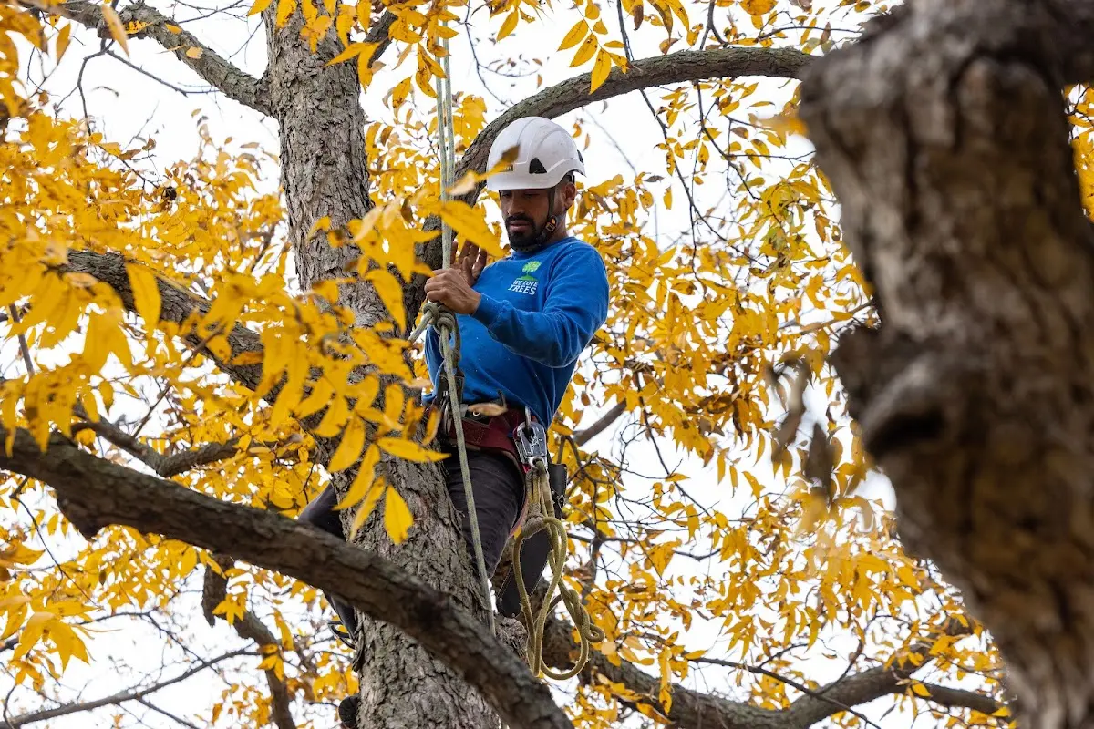 Skilled Tree Trimming crew working in Bountiful